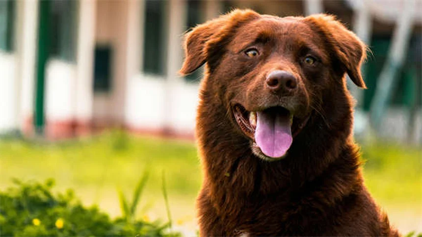 9 errores con el arenero que hacen que tu gato orine fuera