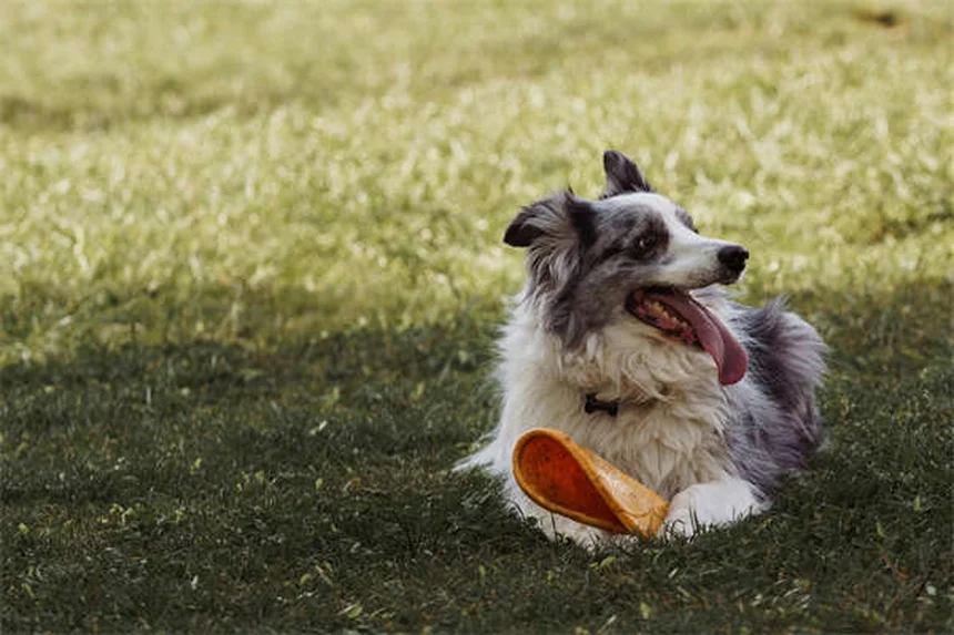 Cómo enseñar a tu perro a pedir las cosas con educación: el método "por favor"