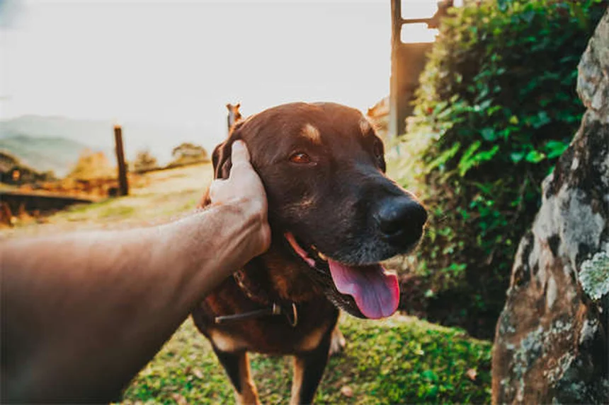 Cómo enseñar a tu perro a pedir las cosas con educación: el método "por favor"