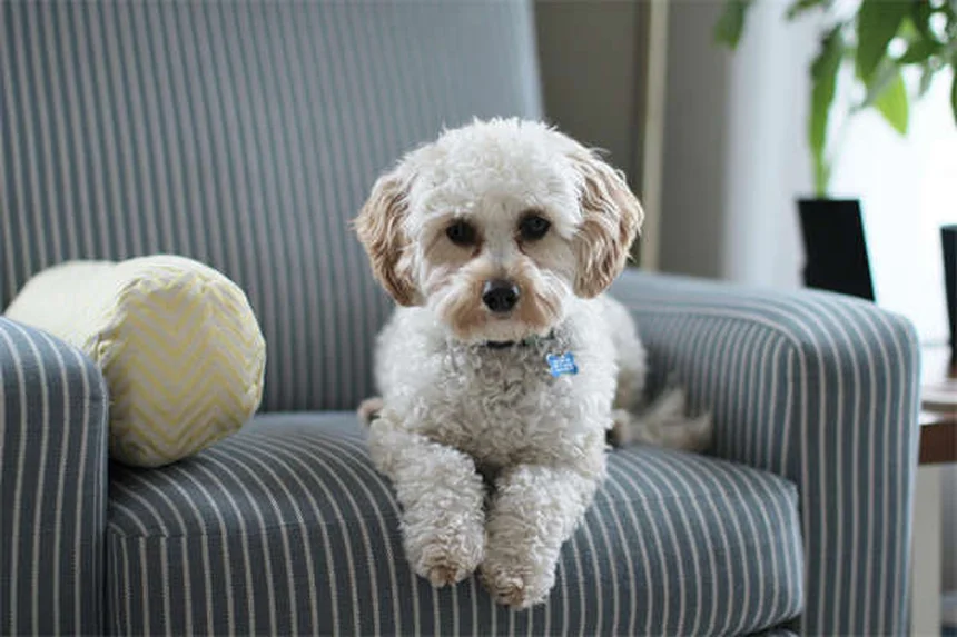 5 recompensas no alimenticias que tu perro adorará