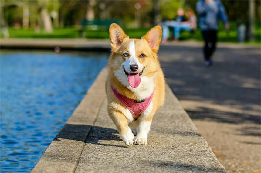 5 recompensas no alimenticias que tu perro adorará