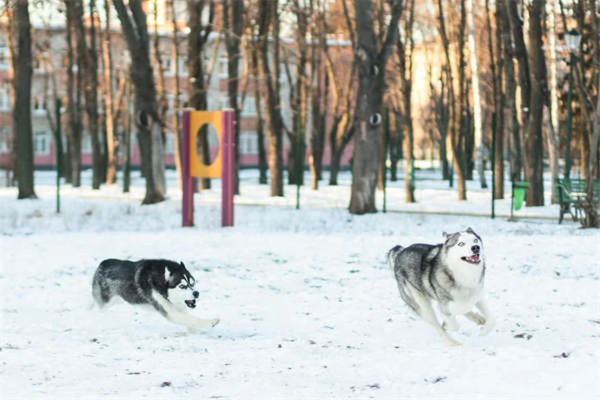 5 estiramientos esenciales para perros mayores: mejora su movilidad