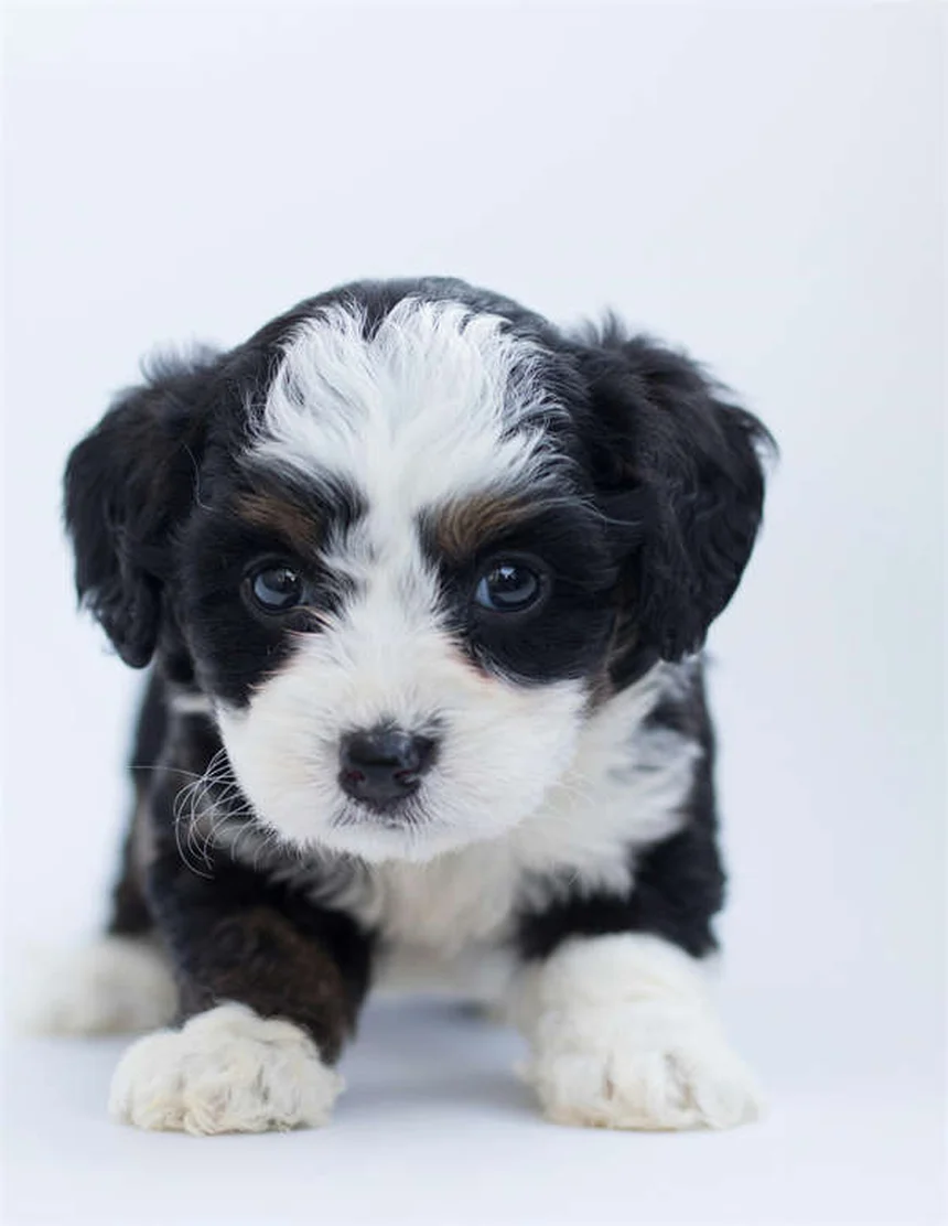 ¿Por qué llora mi cachorro? 5 razones y soluciones prácticas