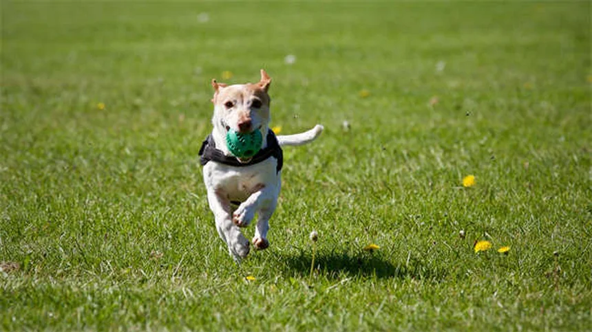 ¿Por qué llora mi cachorro? 5 razones y soluciones prácticas