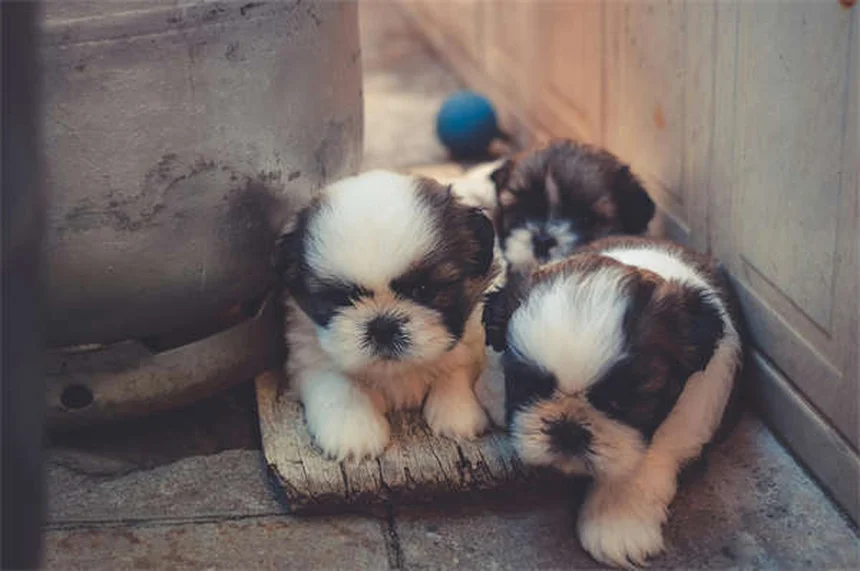 ¿Por qué llora mi cachorro? 5 razones y soluciones prácticas