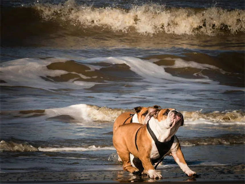 ¿Por qué llora mi cachorro? 5 razones y soluciones prácticas