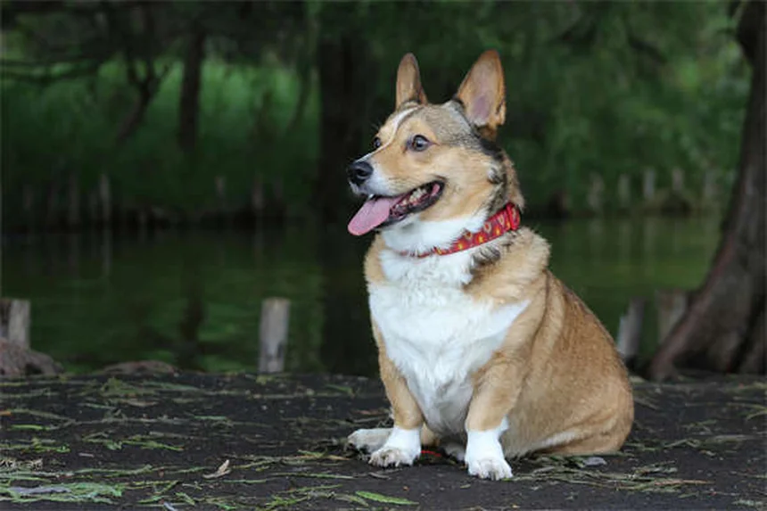 DIC en perros: Síntomas alarmantes y tratamiento de emergencia
