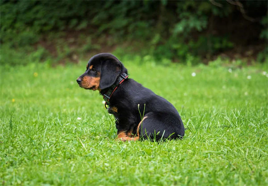 DIC en perros: Síntomas alarmantes y tratamiento de emergencia
