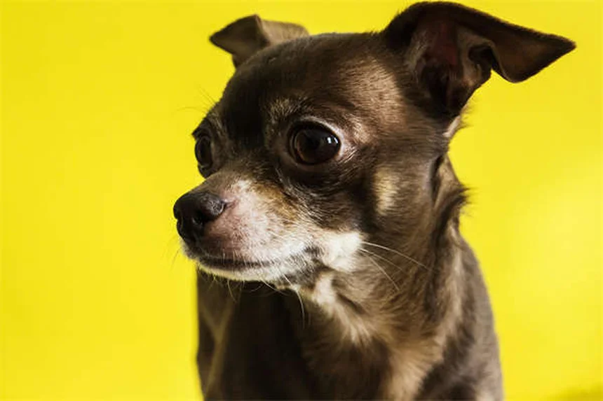 Imodium para perros: Guía completa sobre dosis y efectos secundarios