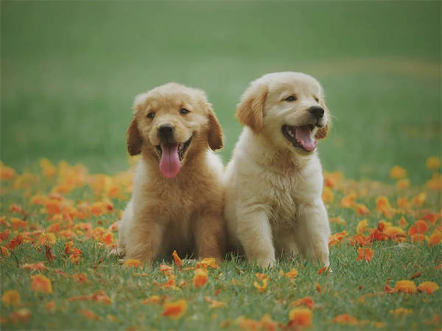 Enalapril para perros: Guía completa sobre usos y efectos