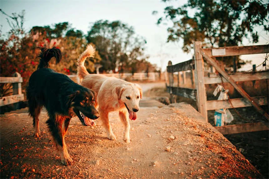 Cannabis medicinal para perros: ¿realmente funciona? Guía 2024