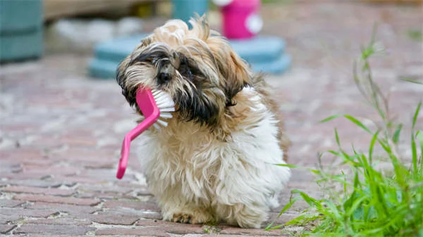 Cannabis medicinal para perros: ¿realmente funciona? Guía 2024