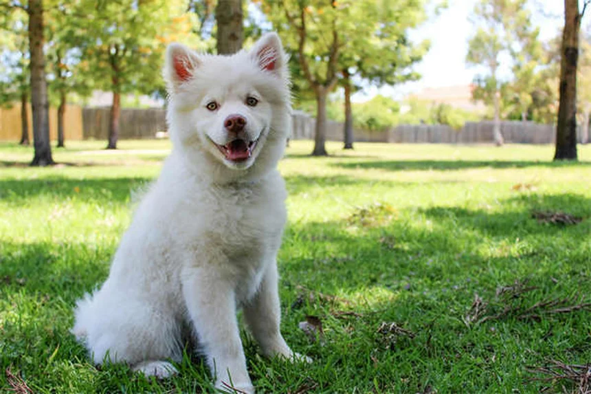 ¿Los perros son el mejor amigo del hombre? La ciencia lo confirma
