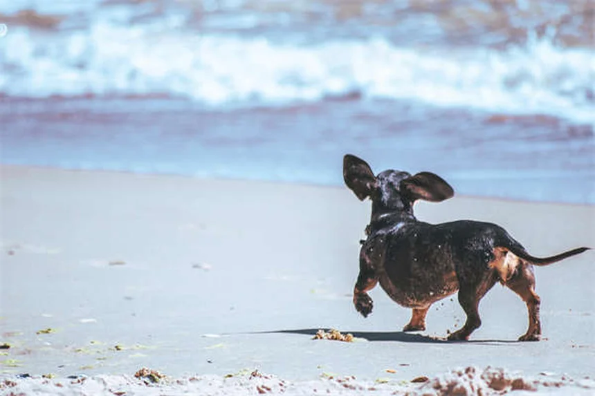 ¿Los perros son el mejor amigo del hombre? La ciencia lo confirma
