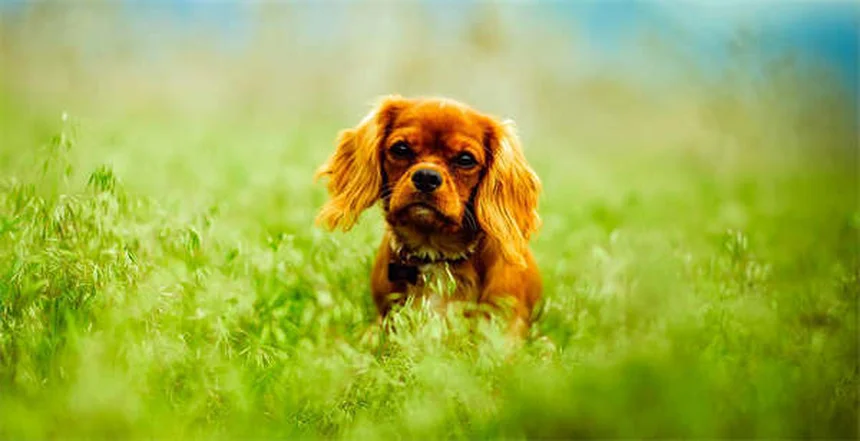 Oxitocina y vasopresina en perros: cómo estas hormonas controlan su agresividad