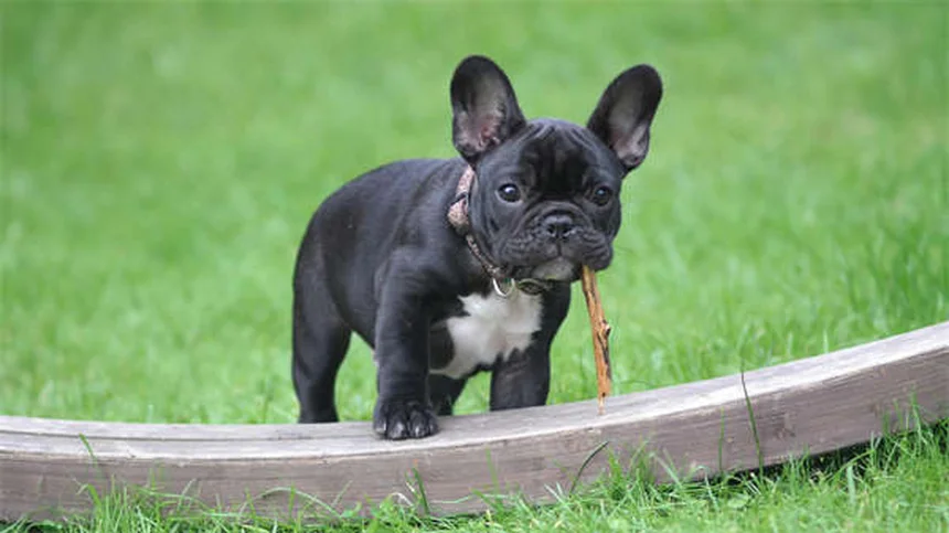 Oxitocina y vasopresina en perros: cómo estas hormonas controlan su agresividad