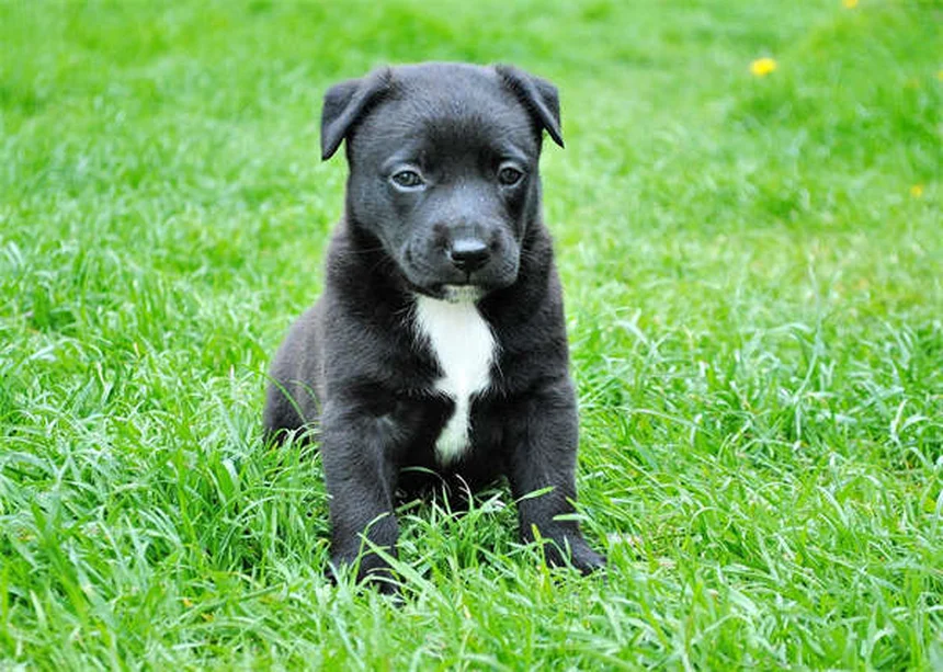 Enfermedad de von Willebrand en perros: síntomas, diagnóstico y tratamiento