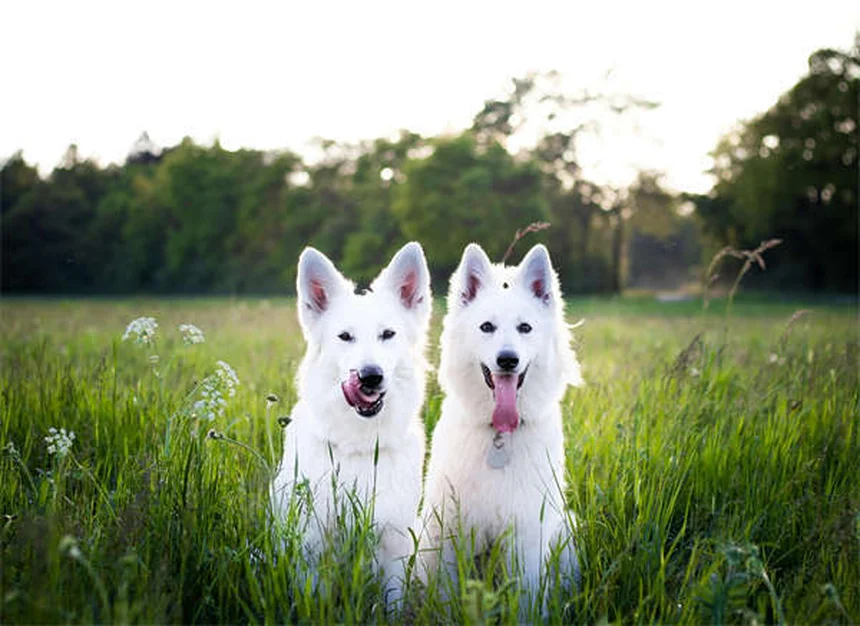 Enfermedad de von Willebrand en perros: síntomas, diagnóstico y tratamiento