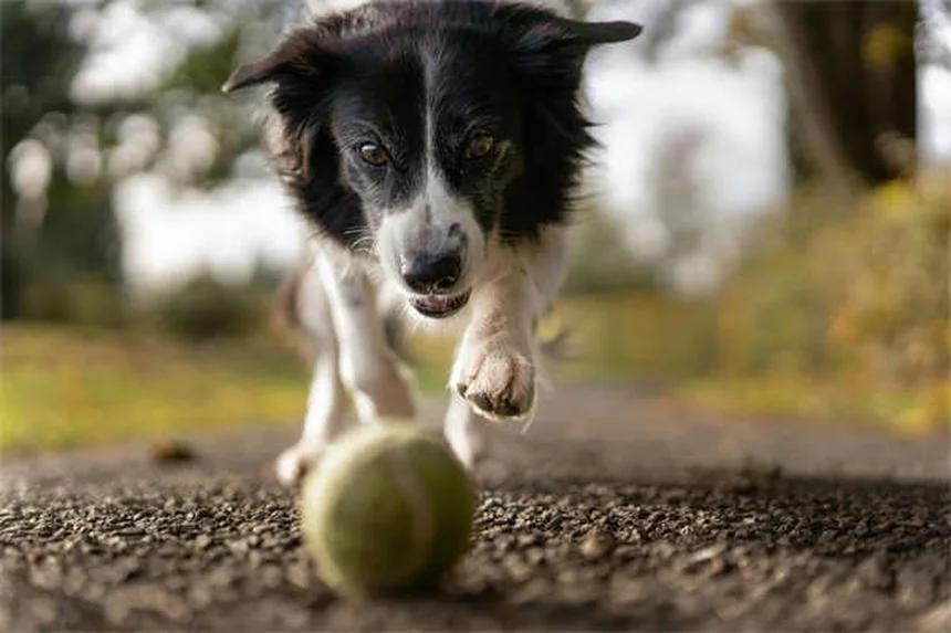 Enfermedad de von Willebrand en perros: síntomas, diagnóstico y tratamiento