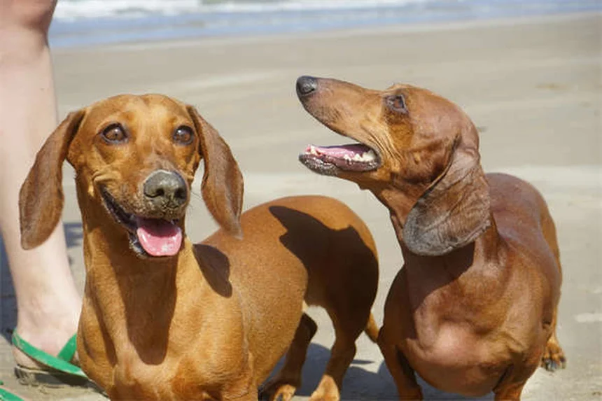 Hipertensión pulmonar en perros: síntomas, causas y tratamiento
