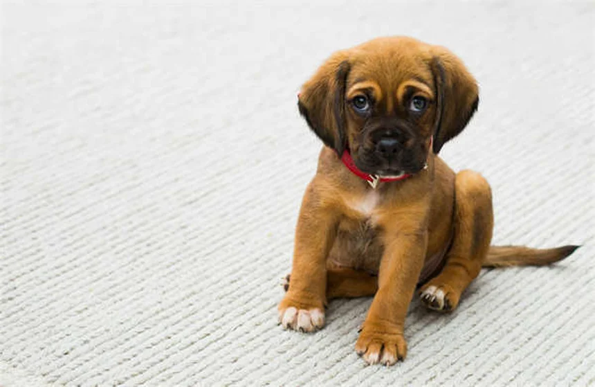 Sarcoma de tejidos blandos en perros: síntomas, tratamiento y pronóstico