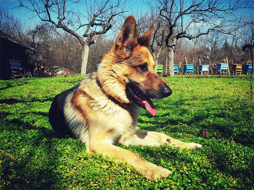 7 señales claras de que tu perro es más inteligente de lo que crees