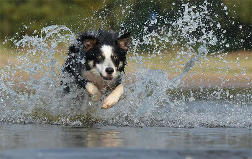 7 señales claras de que tu perro es más inteligente de lo que crees