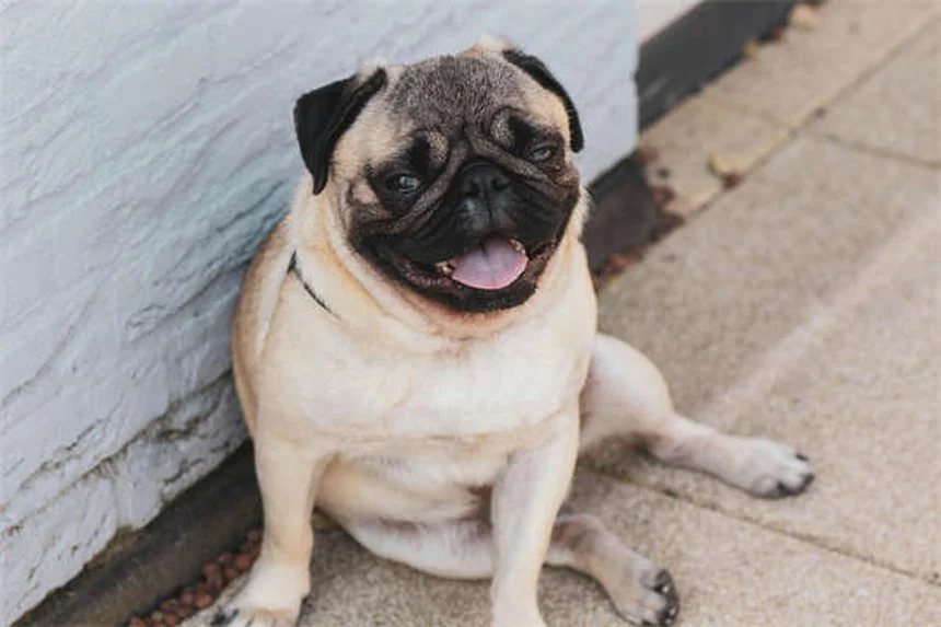 Cómo presentar tu mascota a un nuevo compañero de piso sin estrés