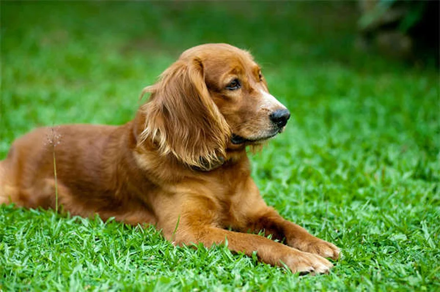 Cómo presentar tu mascota a un nuevo compañero de piso sin estrés