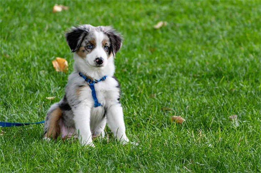 Cómo presentar tu mascota a un nuevo compañero de piso sin estrés