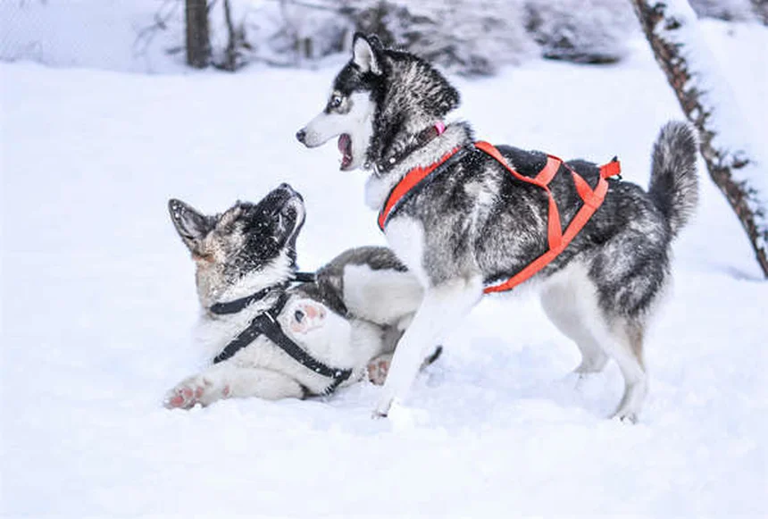 Estenosis pulmonar en perros: síntomas, tratamiento y esperanza de vida