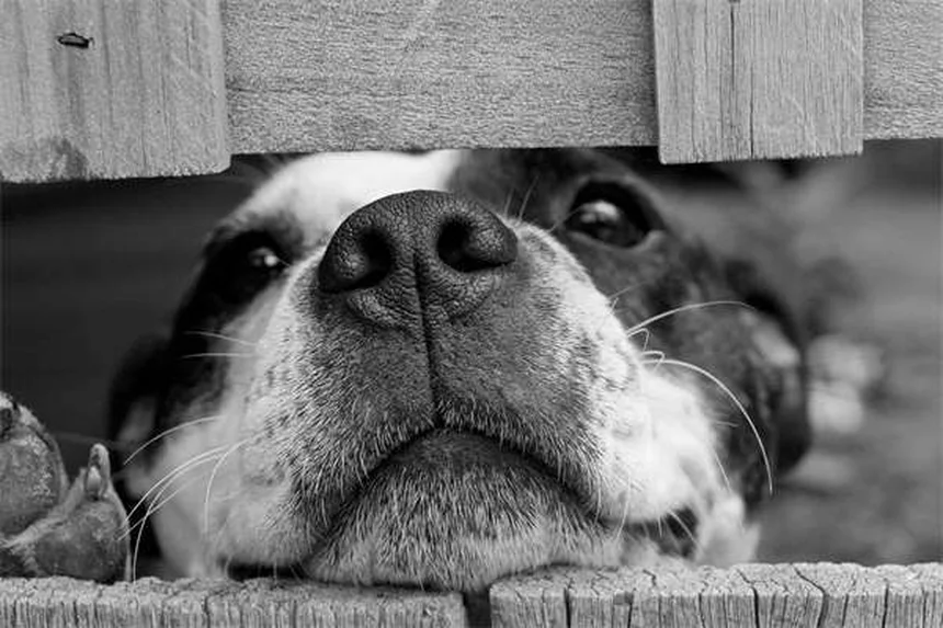 ¿Cómo alimentar a un gato con sobrepeso? 7 consejos expertos