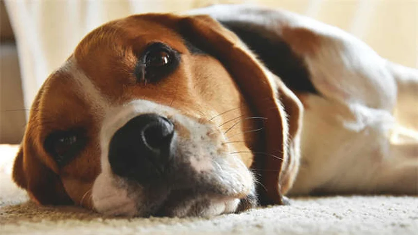 ¿Cómo alimentar a un gato con sobrepeso? 7 consejos expertos