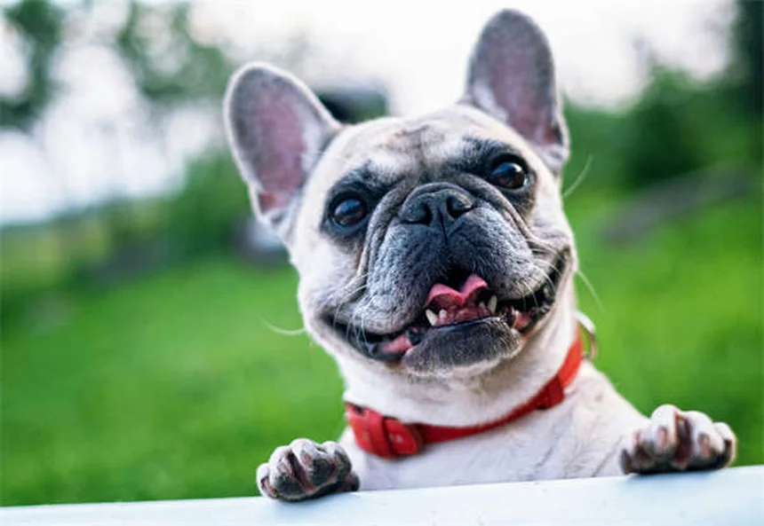 5 razas de gatos independientes perfectas para dueños ocupados