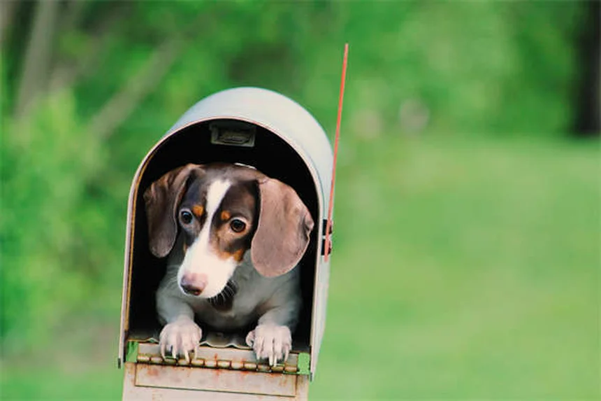 Conejo Arlequín: Todo lo que necesitas saber sobre esta encantadora mascota