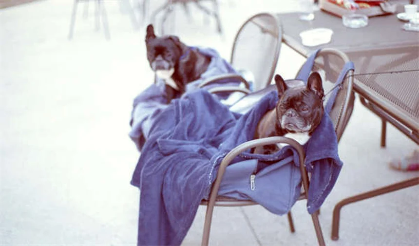 FCE en perros: Todo sobre la embolia fibrocartilaginosa canina