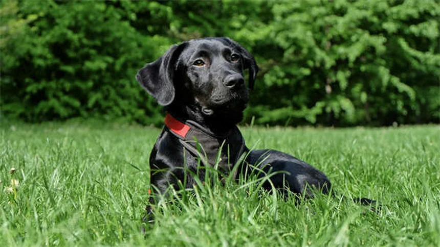Consejos esenciales para adoptar un conejo como mascota
