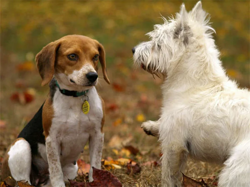 5 Peligros Ambientales Que Pueden Enfermar a Tu Mascota - Guía de Seguridad