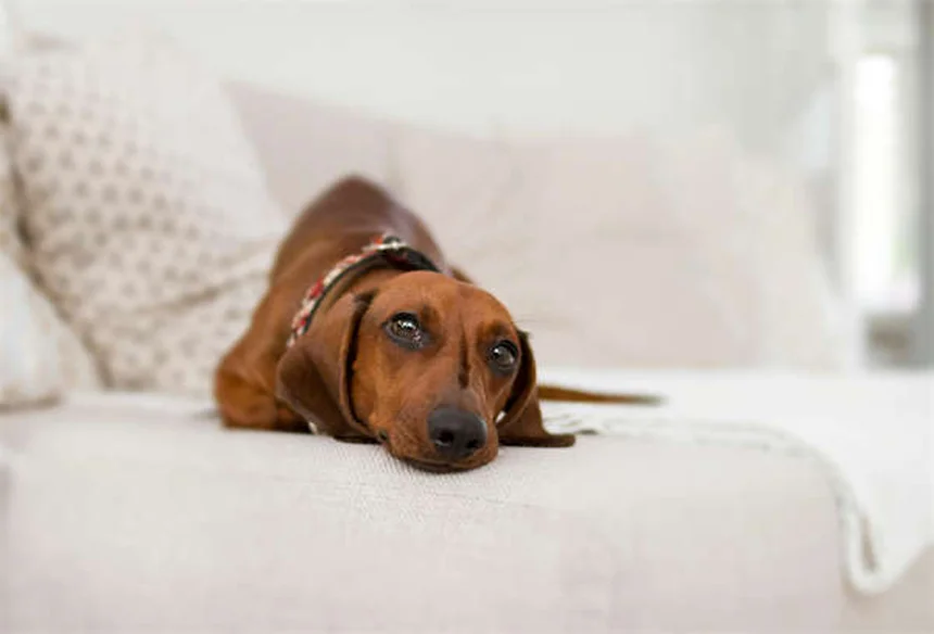 ¿Es seguro dejar a tu gato o perro en el balcón? 5 consejos clave