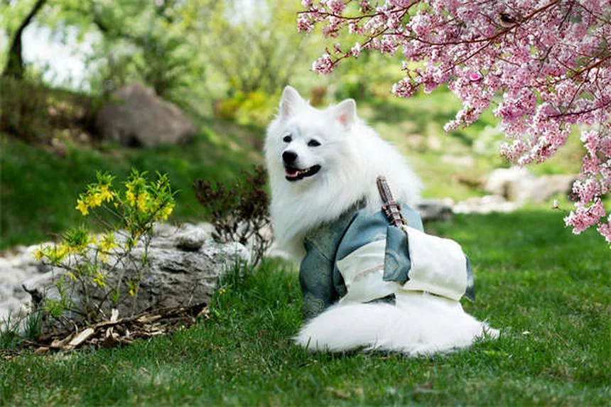 5 Razas de Perros Medianos Ideales para Familias Españolas