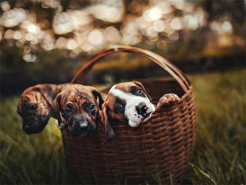 ¿Tu perro necesita abrigo en invierno? Descubre cómo protegerlo del frío