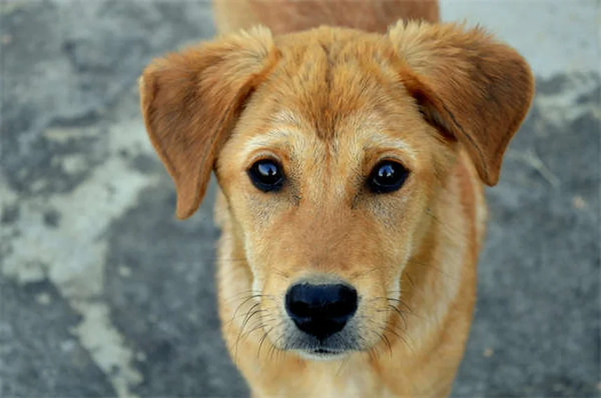 Alternativas al cono de la vergüenza para perros y gatos: ¿Cuál elegir?