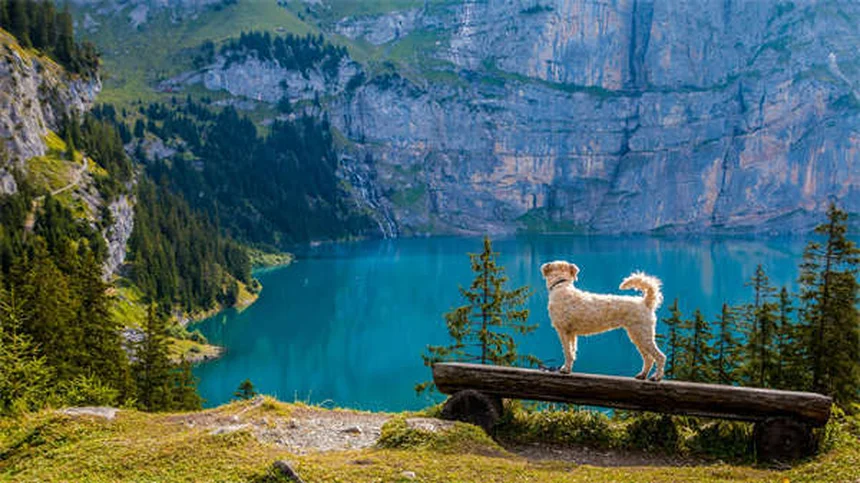Alternativas al cono de la vergüenza para perros y gatos: ¿Cuál elegir?