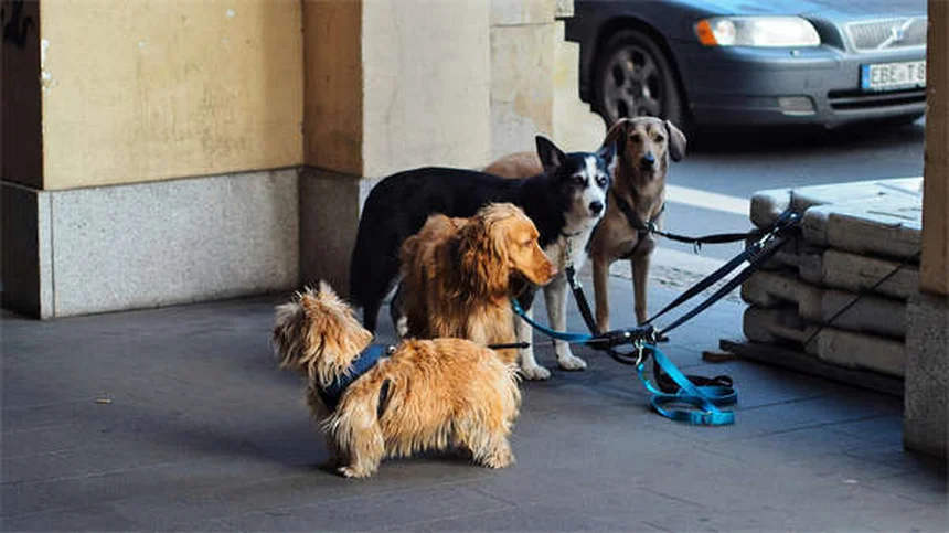 Planes de bienestar para perros: ¿Realmente ahorran dinero? Descúbrelo aquí