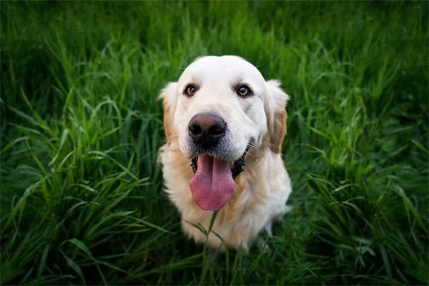 Benazepril para perros y gatos: usos, dosis y efectos secundarios